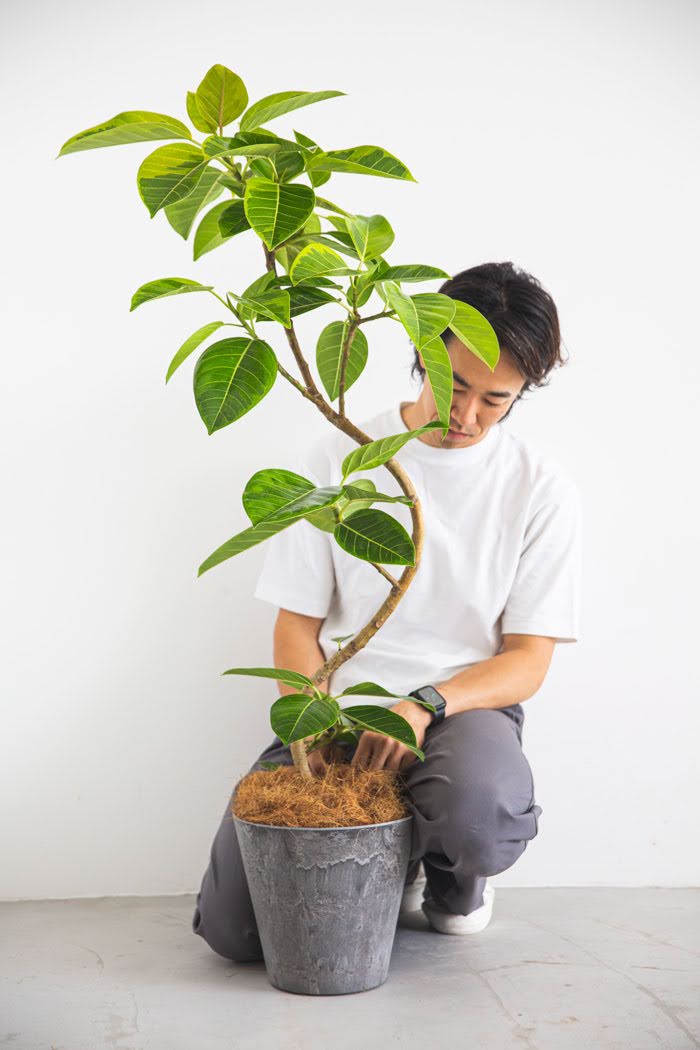 観葉植物 フィカス アルテシマ 曲がり（8号鉢）｜HanaPrime（ハナ