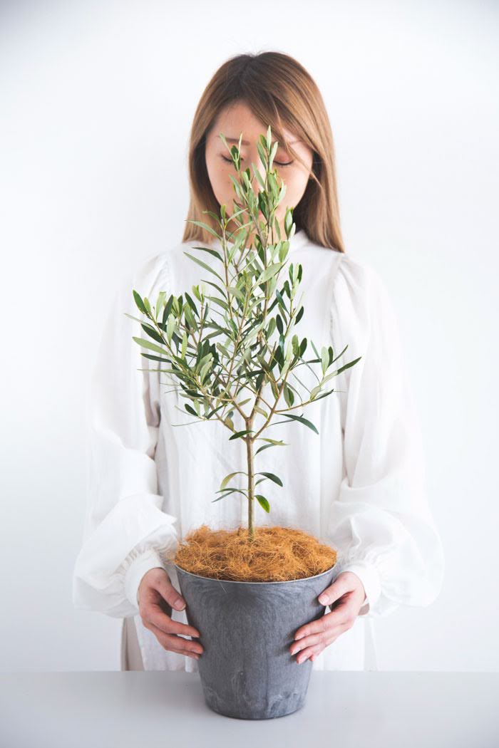 観葉植物 オリーブの木（6号鉢）｜HanaPrime（ハナプライム）
