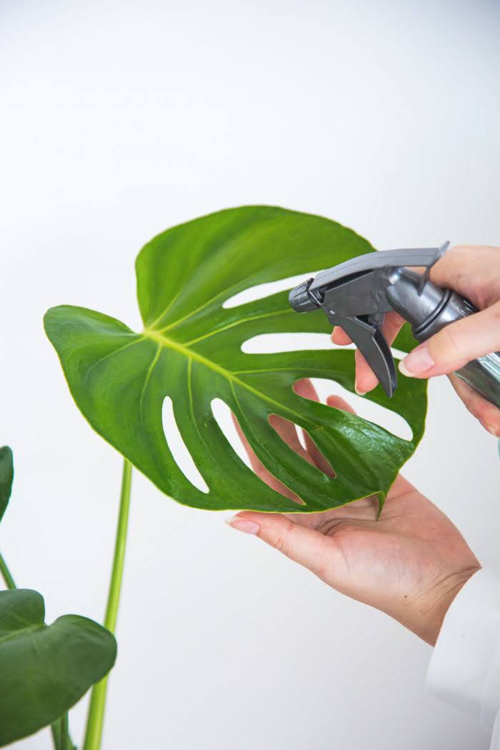 観葉植物 モンステラ（4号鉢）｜HanaPrime（ハナプライム）