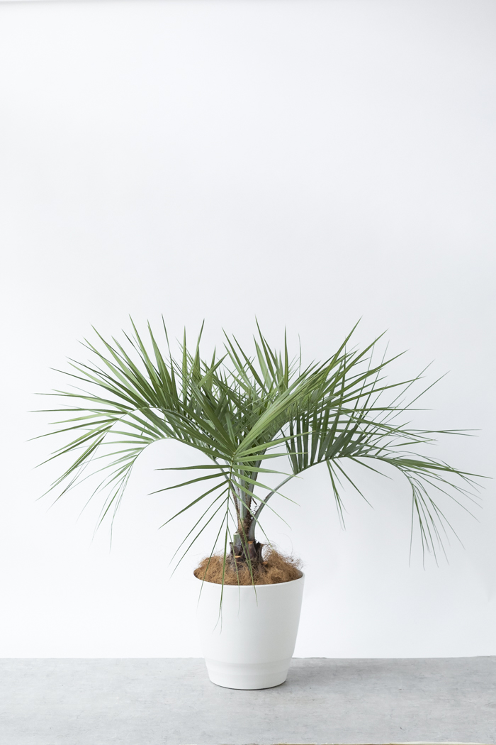 観葉植物 ココスヤシ（10号鉢）｜HanaPrime（ハナプライム）