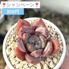 ❣️シャンペーン❣️現品 エケベリア 寄せ植え 多肉弁当 多肉植物