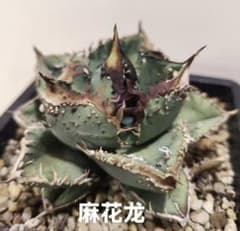 アガベ チタノタ「麻花龍」子株 極上強棘 ブツブツ 特選株 - メルカリ