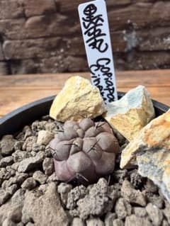 サボテン マミラリア コンプレッサ 白竜丸綴化 大株 6号菊鉢 | Shop at