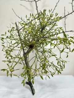 2026年最新】やどりぎ 植物の人気アイテム - メルカリ