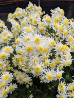 2026年最新】菊苗 冬至芽の人気アイテム - メルカリ