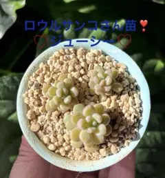 2026年最新】ロウルサンコ 多肉の人気アイテム - メルカリ