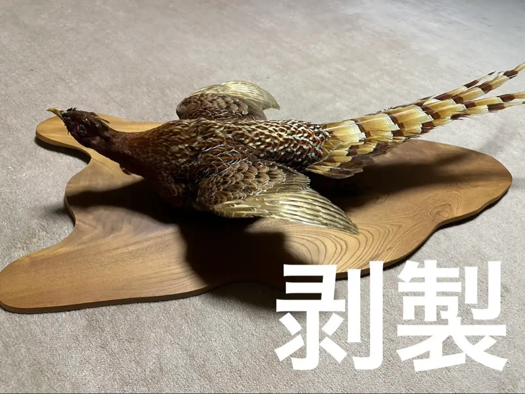 2026年最新】剥製鳥の人気アイテム - メルカリ