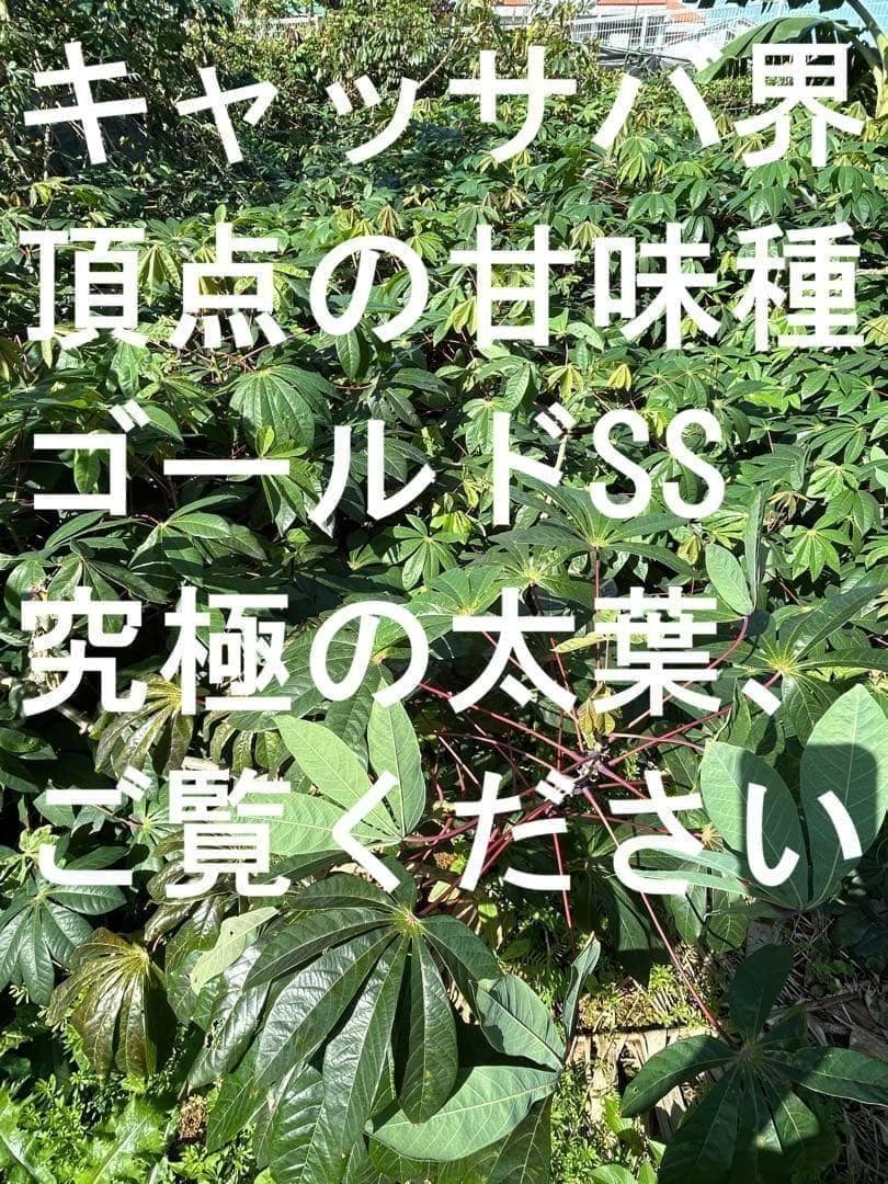 官能的な旨味と甘味◆高級種◆キャッサバ・ゴールドSS◆挿し木枝。60サイズ箱満杯 官能的な旨味と甘味◇高級種◇キャッサバ・ゴールドSS◇挿し木枝。60