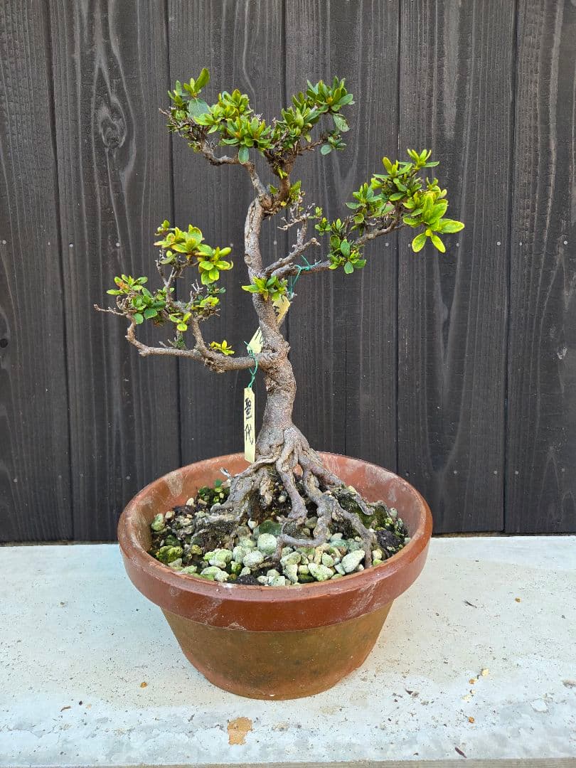 皐月盆栽「聖代」 楽天市場】盆栽 皐月 聖代 樹高 約14cm さつき Rhododendron indicum