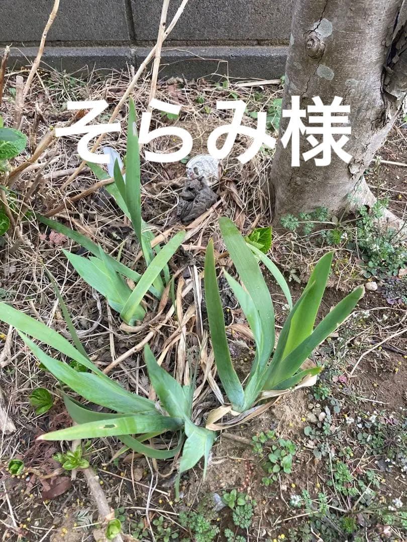 ジャーマンアイリス苗 園芸ネット本店｜草花の苗:ジャーマンアイリス の商品一覧 【公式】