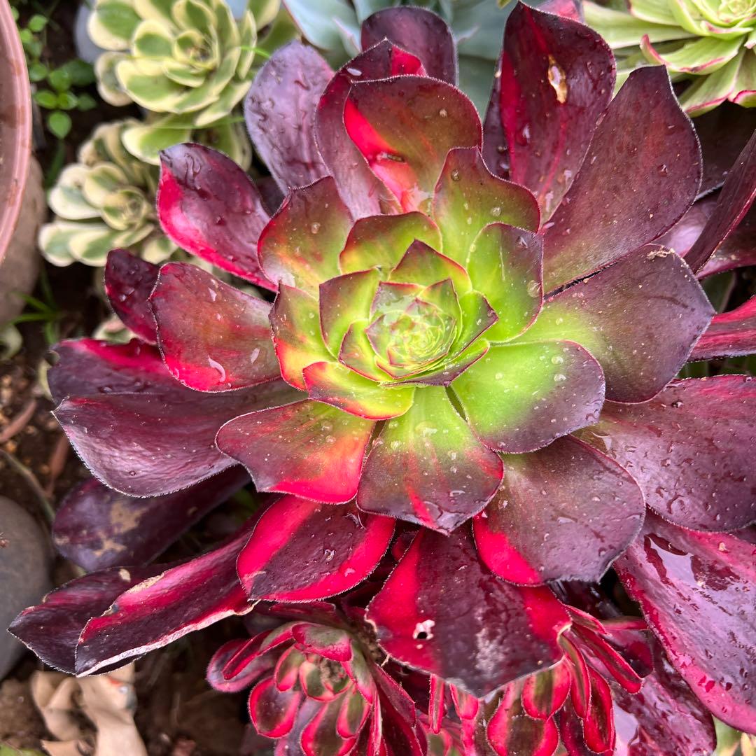 多肉植物。アエオニウム Voodoo紅魔女法師七彩錦抜き苗 - メルカリ