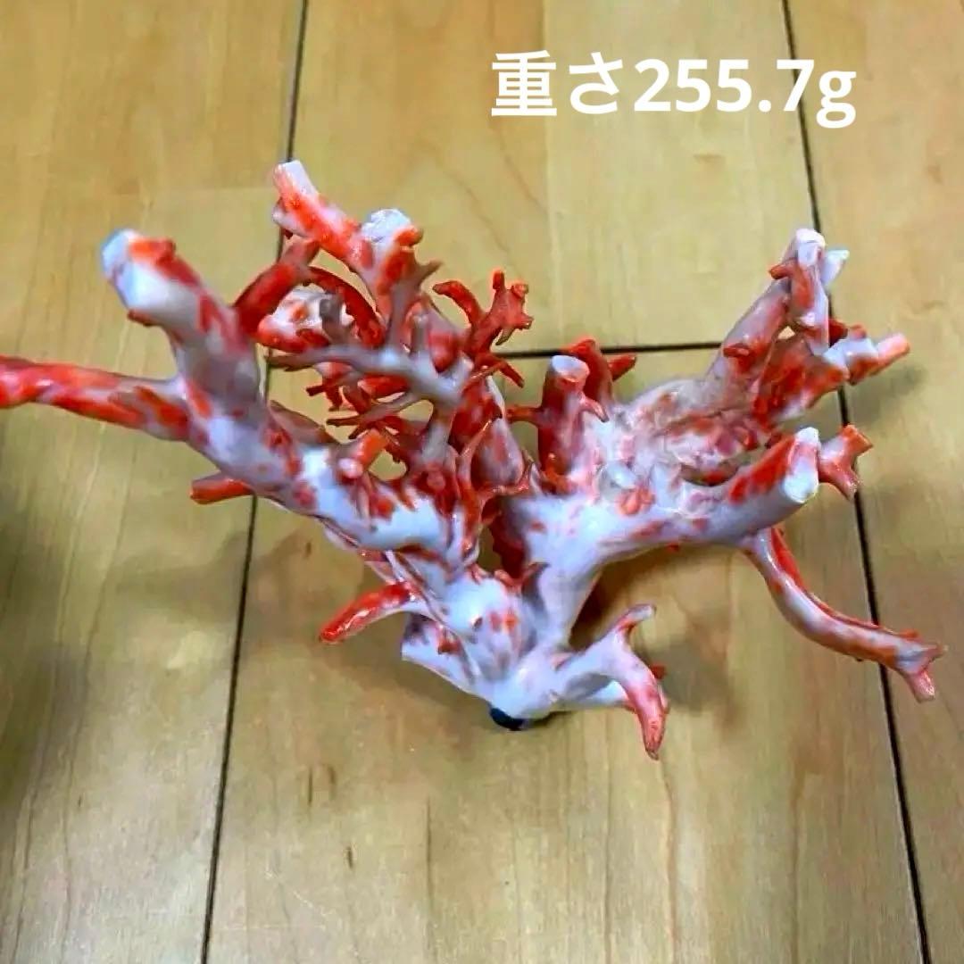 珊瑚原木　本珊瑚　宝石珊瑚　珊瑚置物　サンゴ　置物　桃珊瑚 楽天市場】天然桃珊瑚 原木の通販