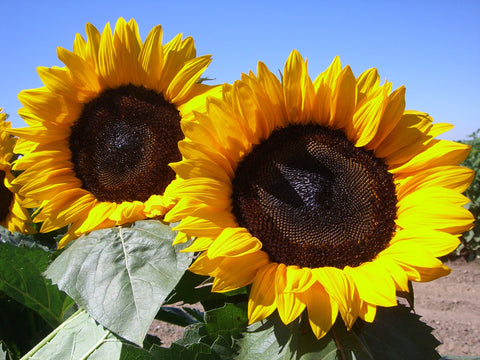 Sunflower Selection for Fresh Cut Flower Markets – Sunline Ag